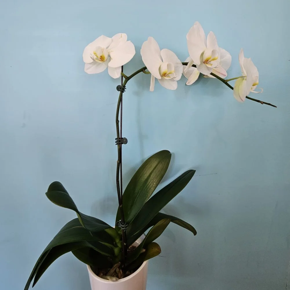 Orchidée Blanche ou Mauve, par Sita Fleurs, fleuriste à Le Tampon