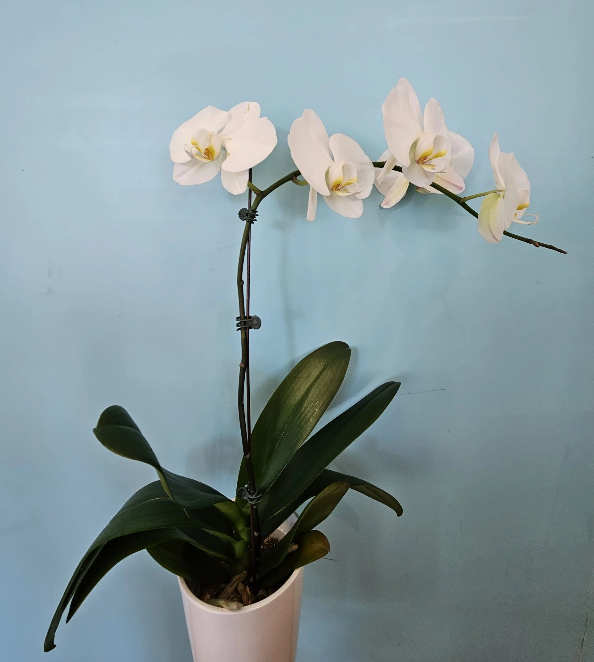 Orchidée Blanche ou Mauve, par Sita Fleurs, fleuriste à Le Tampon