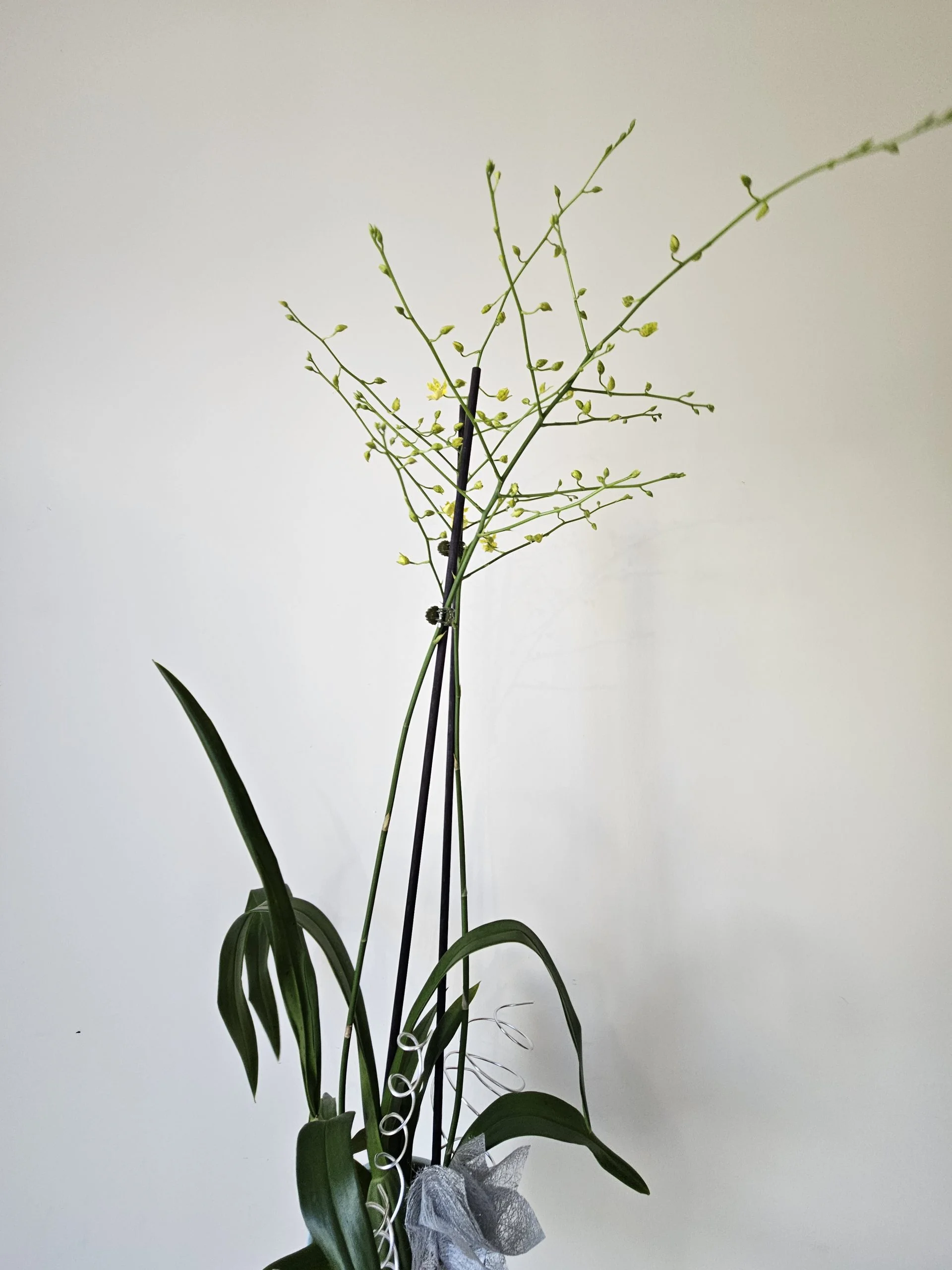 Oncidium  » Pluie d&rsquo;Or « , par Sita Fleurs, fleuriste à Le Tampon