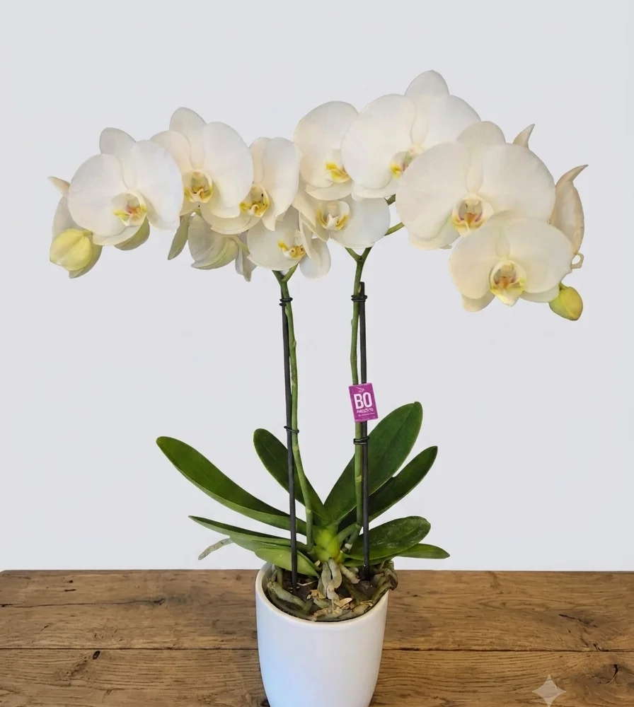 Plante d'orchidée avec cache-pot, par Fleurs Véronique, fleuriste à Chaudfontaine