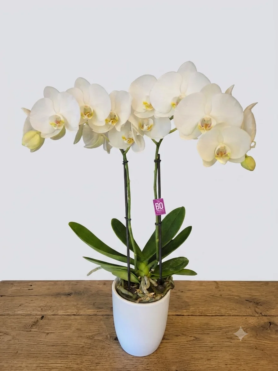Plante d&rsquo;orchidée avec cache-pot, par Fleurs Véronique, fleuriste à Chaudfontaine