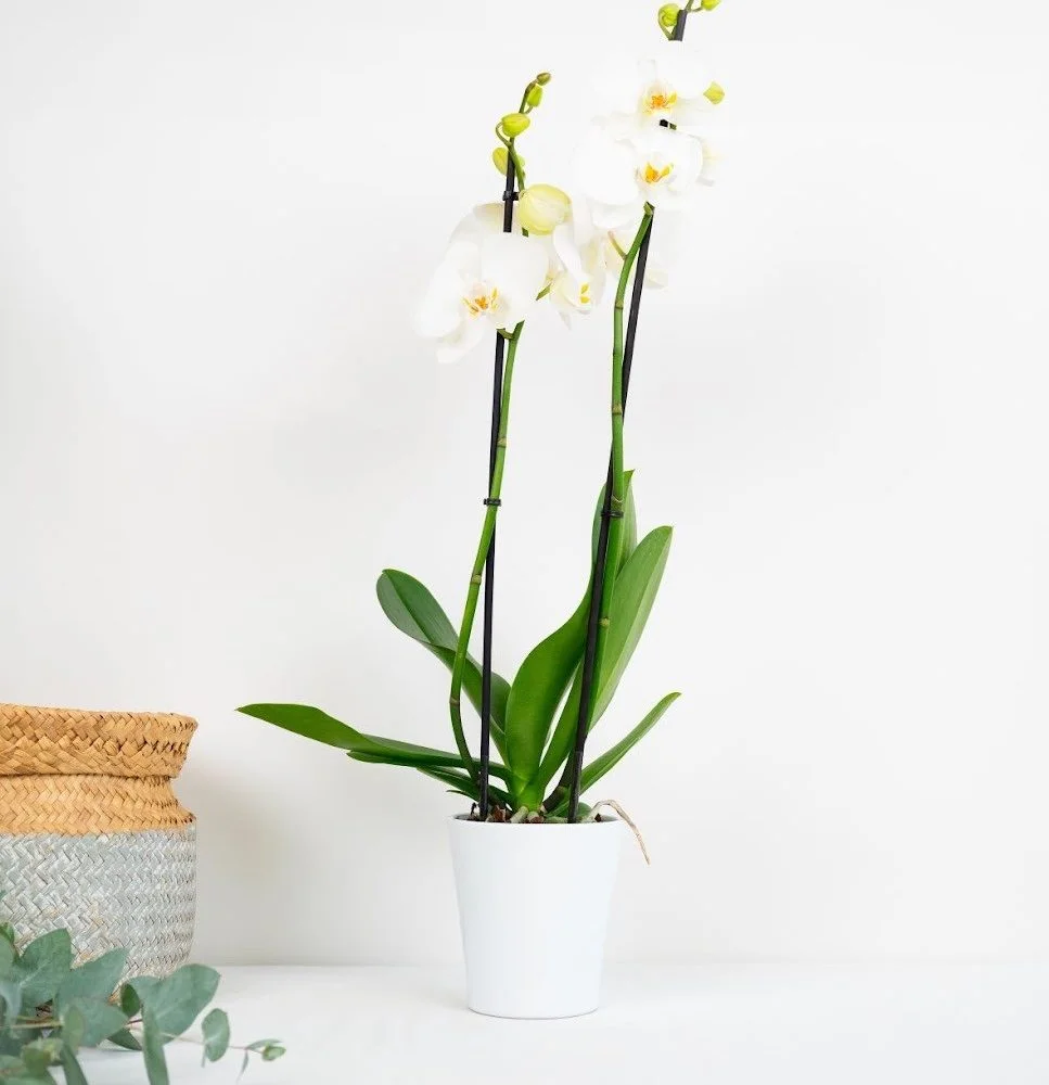 Orchidée, par Le Jardin du 15e, fleuriste à Paris