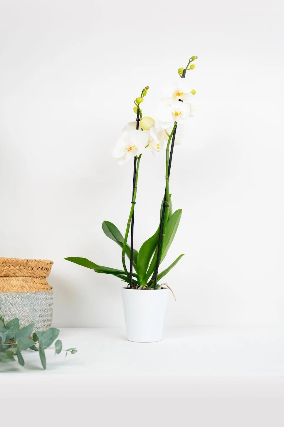 Orchidée, par Le Jardin du 15e, fleuriste à Paris