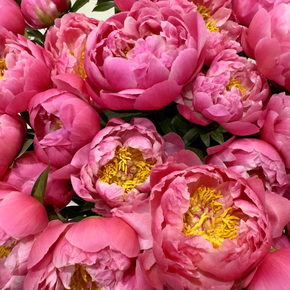 Bouquet de Pivoines, par Aux Colonnes Fleuries, fleuriste à Ajaccio