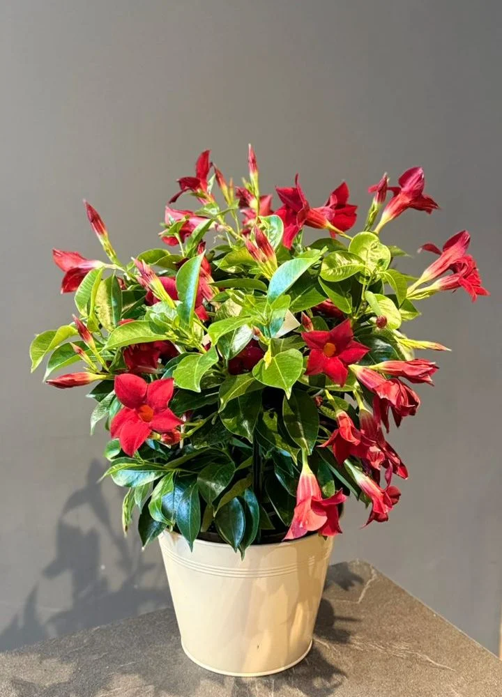 Dipladénia – Mandevilla sanderi, par Les fleurs de Célony, fleuriste à Aix-en-Provence