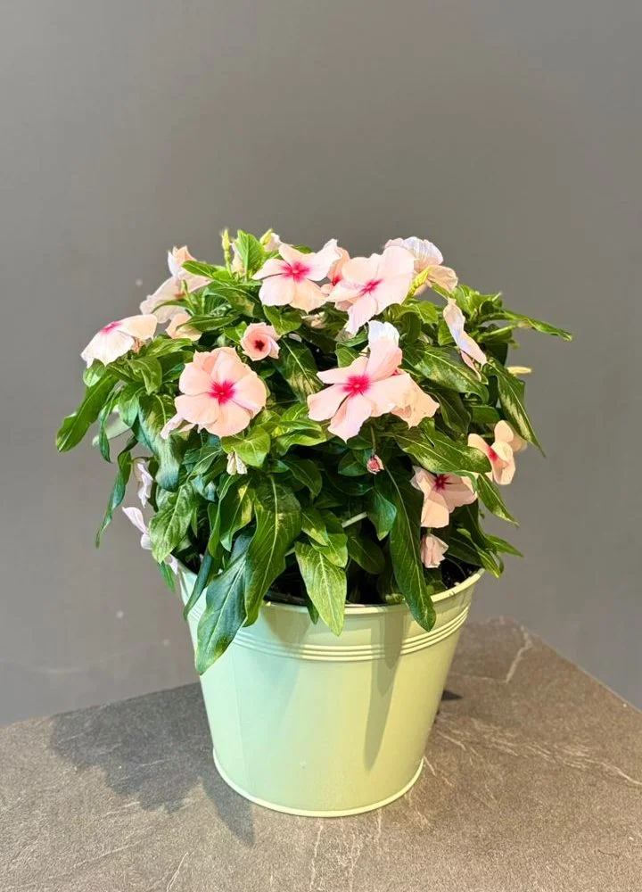 Pervenche de Madagascar – Catharanthus roseus (Vinca), par Les fleurs de Célony, fleuriste à Aix-en-Provence
