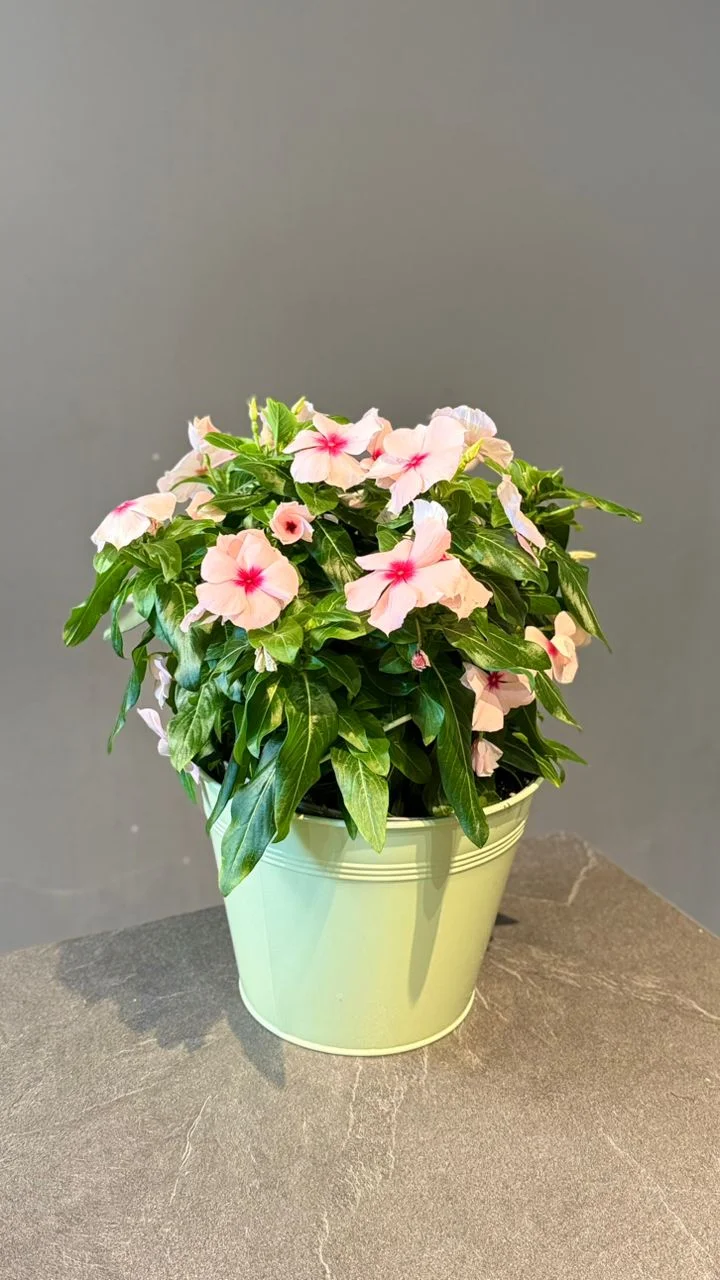 Pervenche de Madagascar – Catharanthus roseus (Vinca), par Les fleurs de Célony, fleuriste à Aix-en-Provence