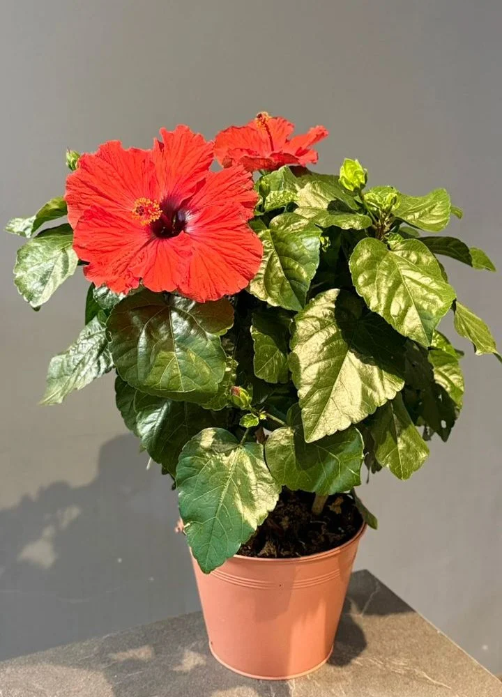 Hibiscus – Hibiscus rosa-sinensis, par Les fleurs de Célony, fleuriste à Aix-en-Provence
