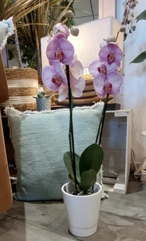 Orchidée 2 tiges couleurs aux choix, par La Melody des Fleurs, fleuriste à Montval-sur-Loir