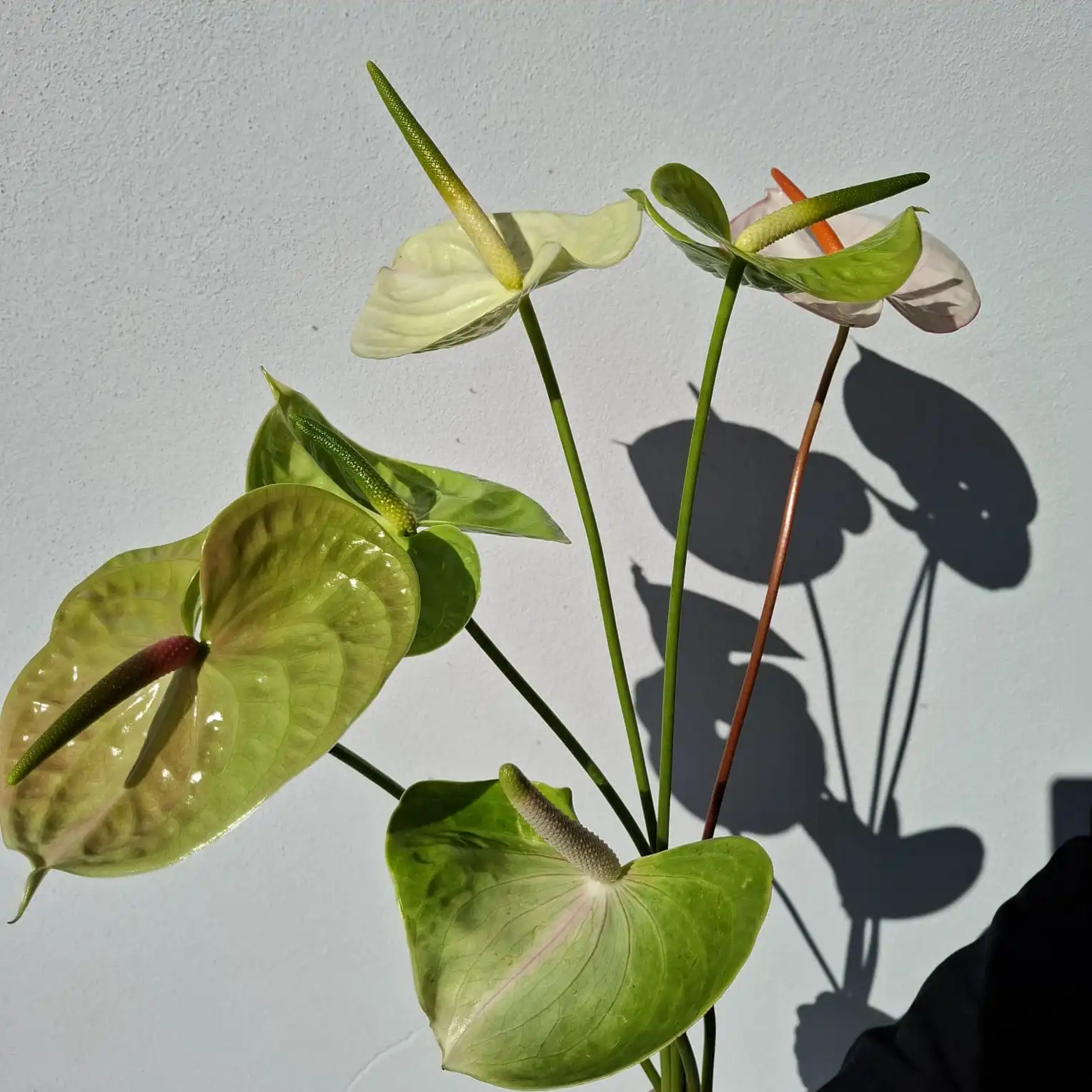 Livraison de fleurs Soorts-Hossegor et proximité, par Oxalis, artisan fleuriste
