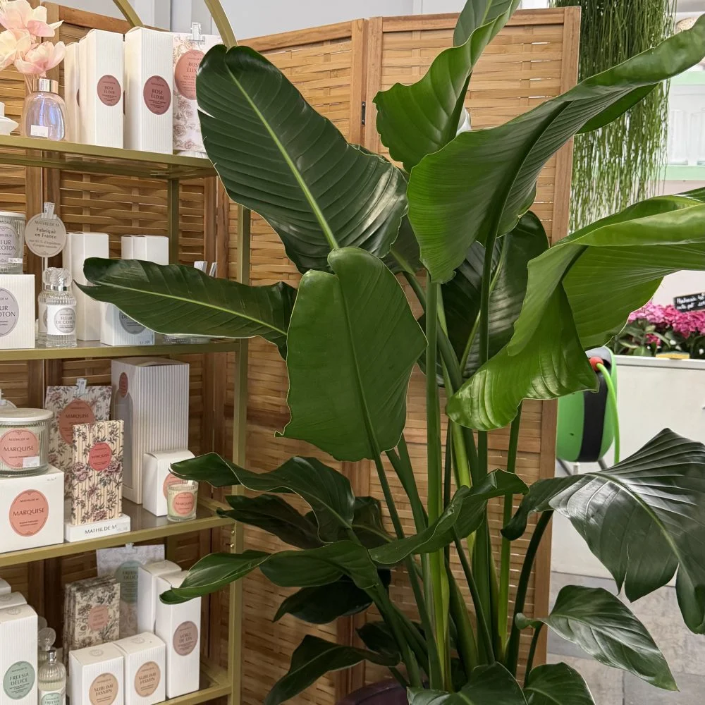 Strelitzia, par Fleurs d’élégance, fleuriste à Caen