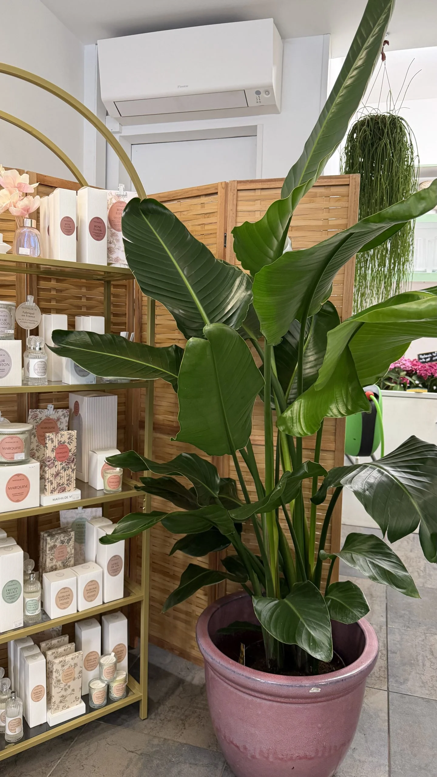Strelitzia, par Fleurs d’élégance, fleuriste à Caen
