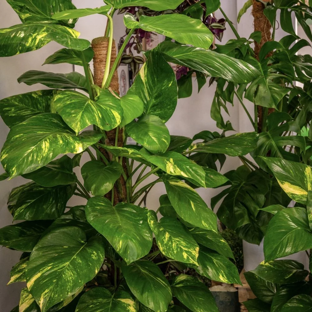 Pothos, par Fleurs d’élégance, fleuriste à Caen