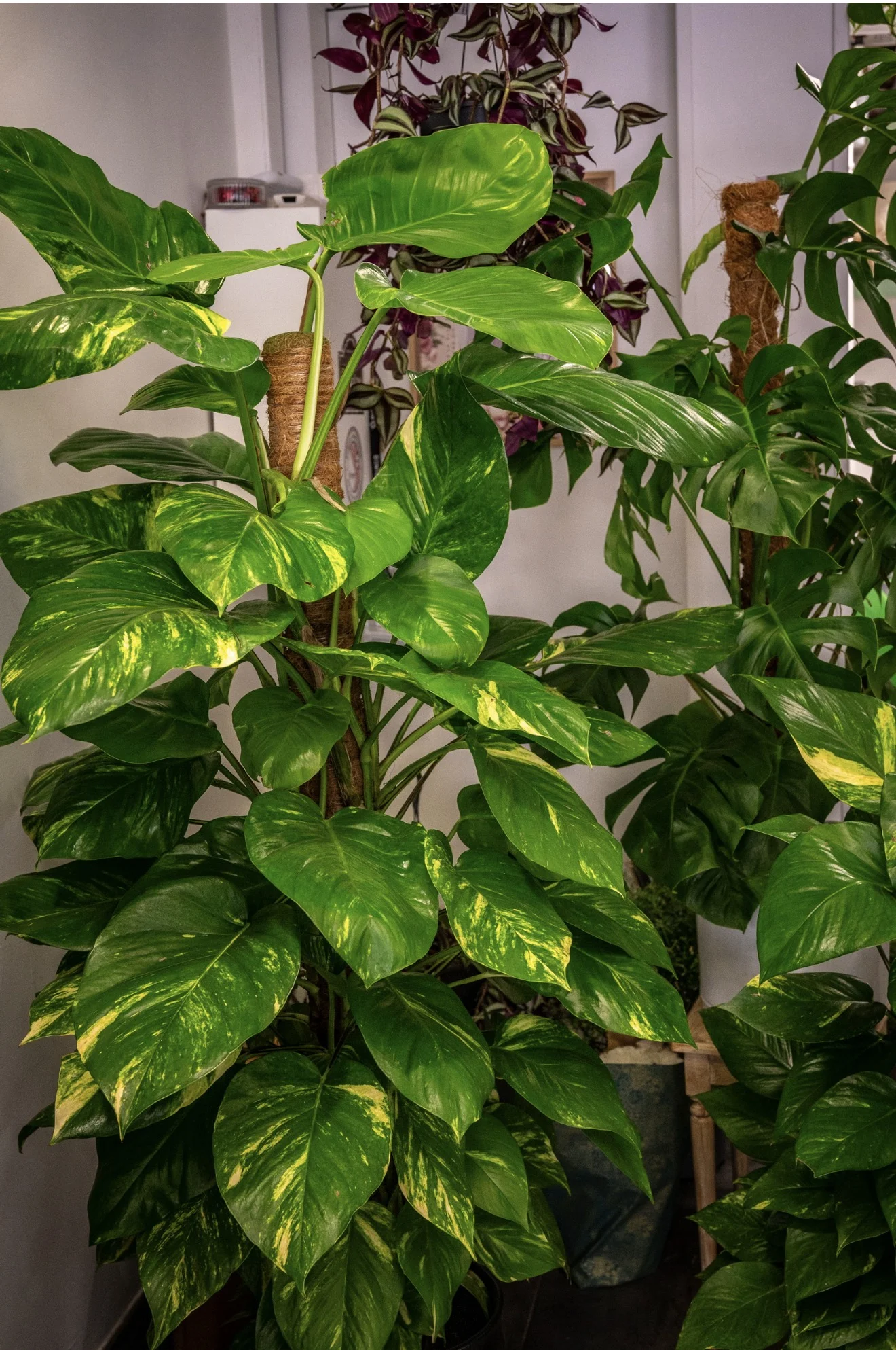 Pothos, par Fleurs d’élégance, fleuriste à Caen