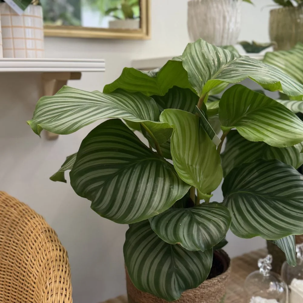 Calathea, par Fleurs d’élégance, fleuriste à Caen