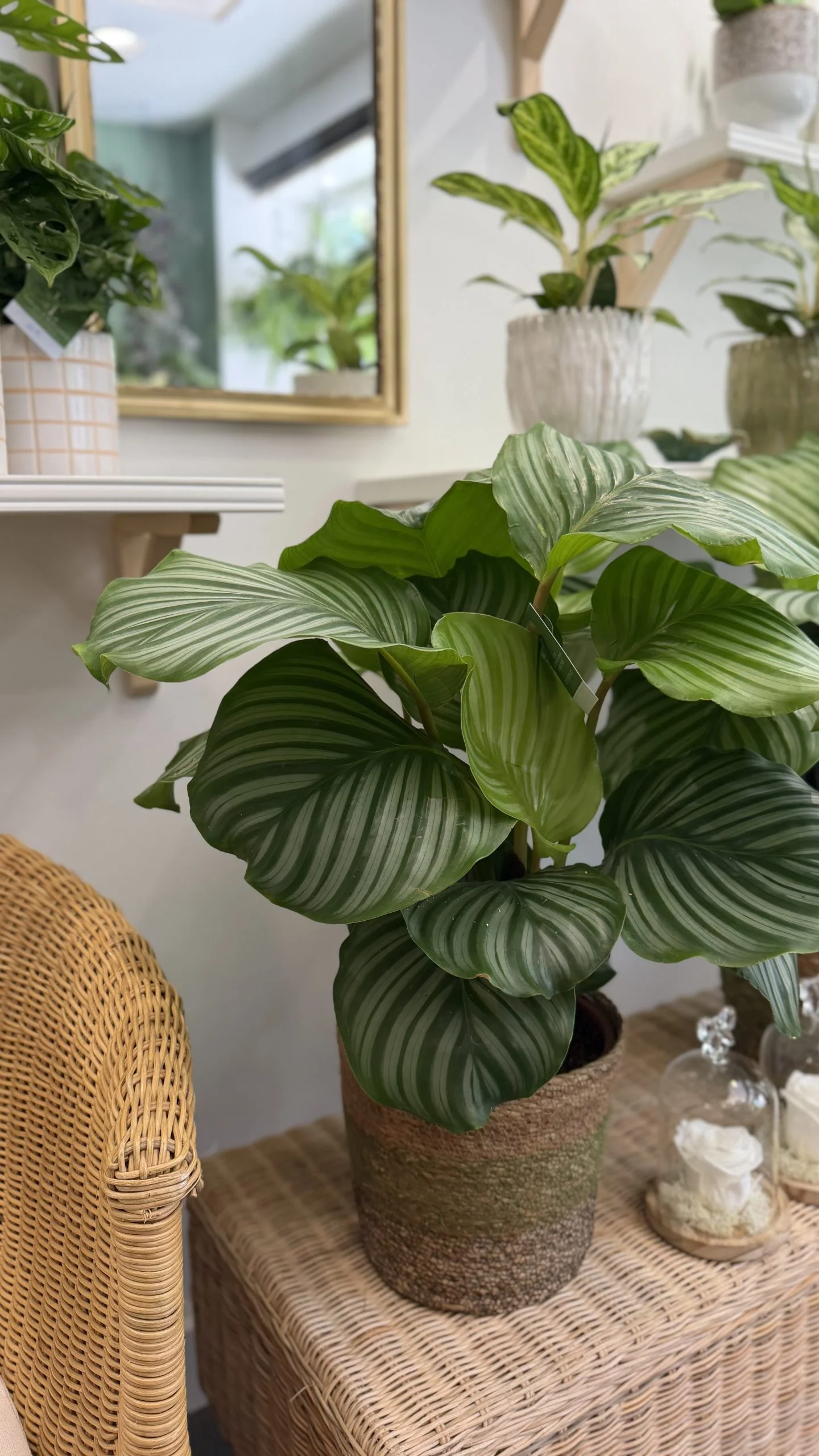Calathea, par Fleurs d’élégance, fleuriste à Caen