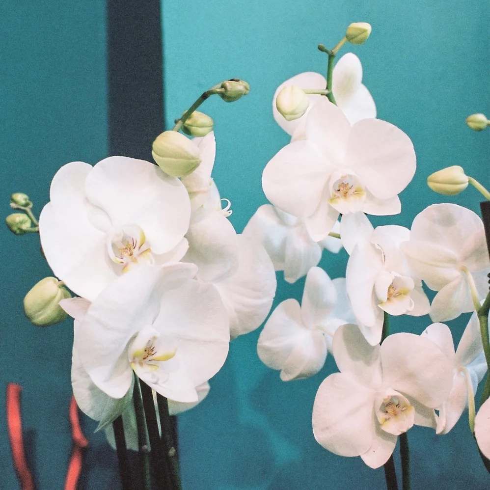 Orchidée, par L'Histoire d'une fleur, fleuriste à Paris