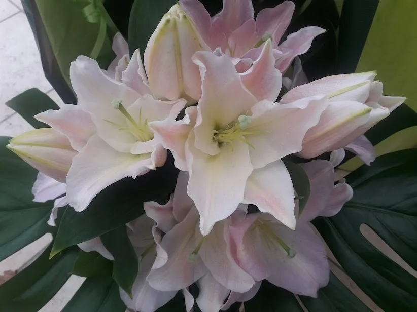 Bouquet de Lys, par Au Qi Fleur, fleuriste à Saint-Mars-du-Désert