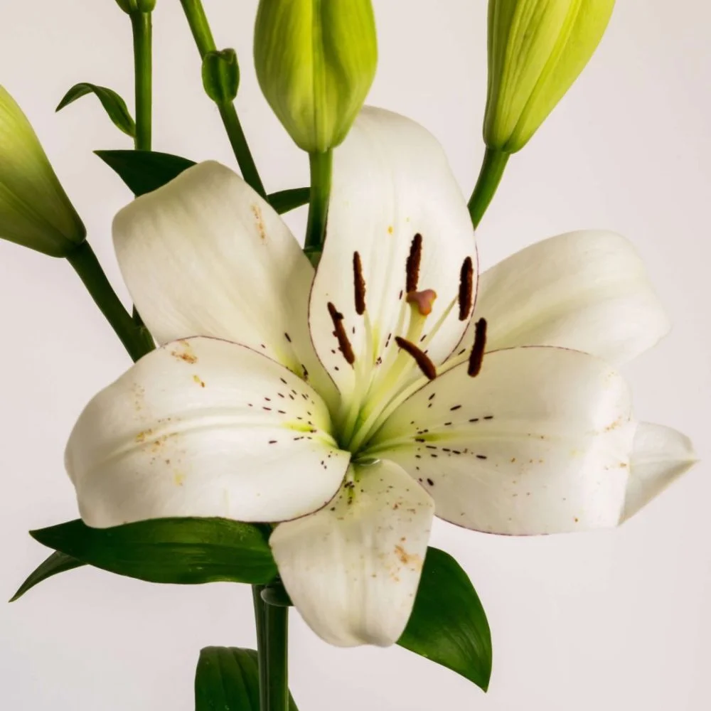 Bouquet de lys, par Le Studio, fleuriste à Paris