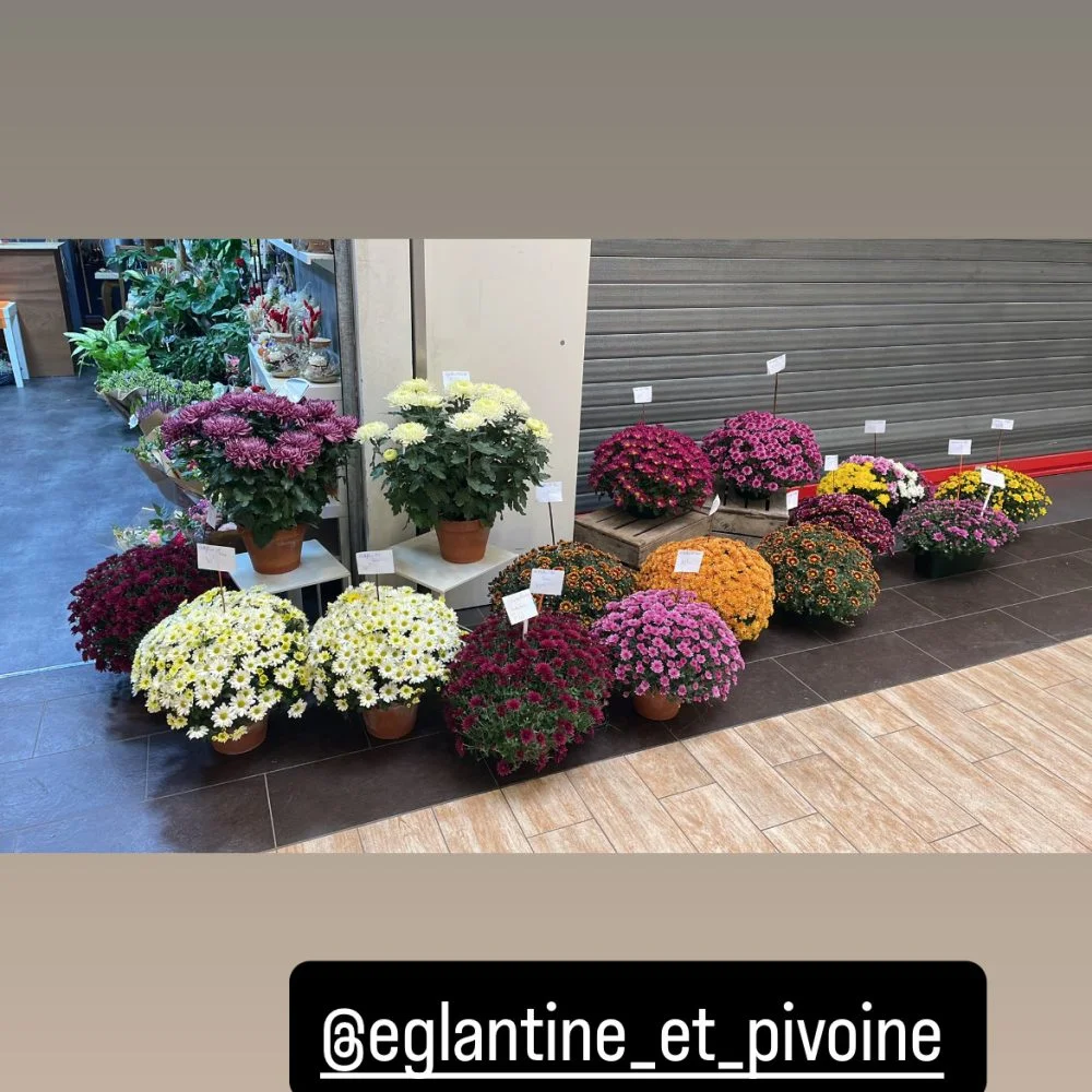 Brassée de Chrysanthèmes, par Eglantine et Pivoine, fleuriste à Davézieux
