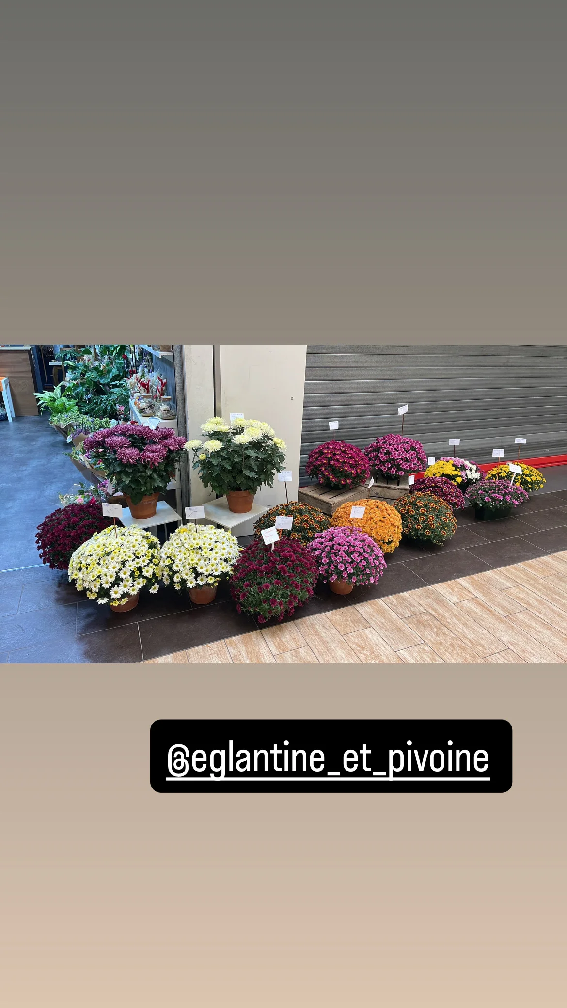 Brassée de Chrysanthèmes, par Eglantine et Pivoine, fleuriste à Davézieux