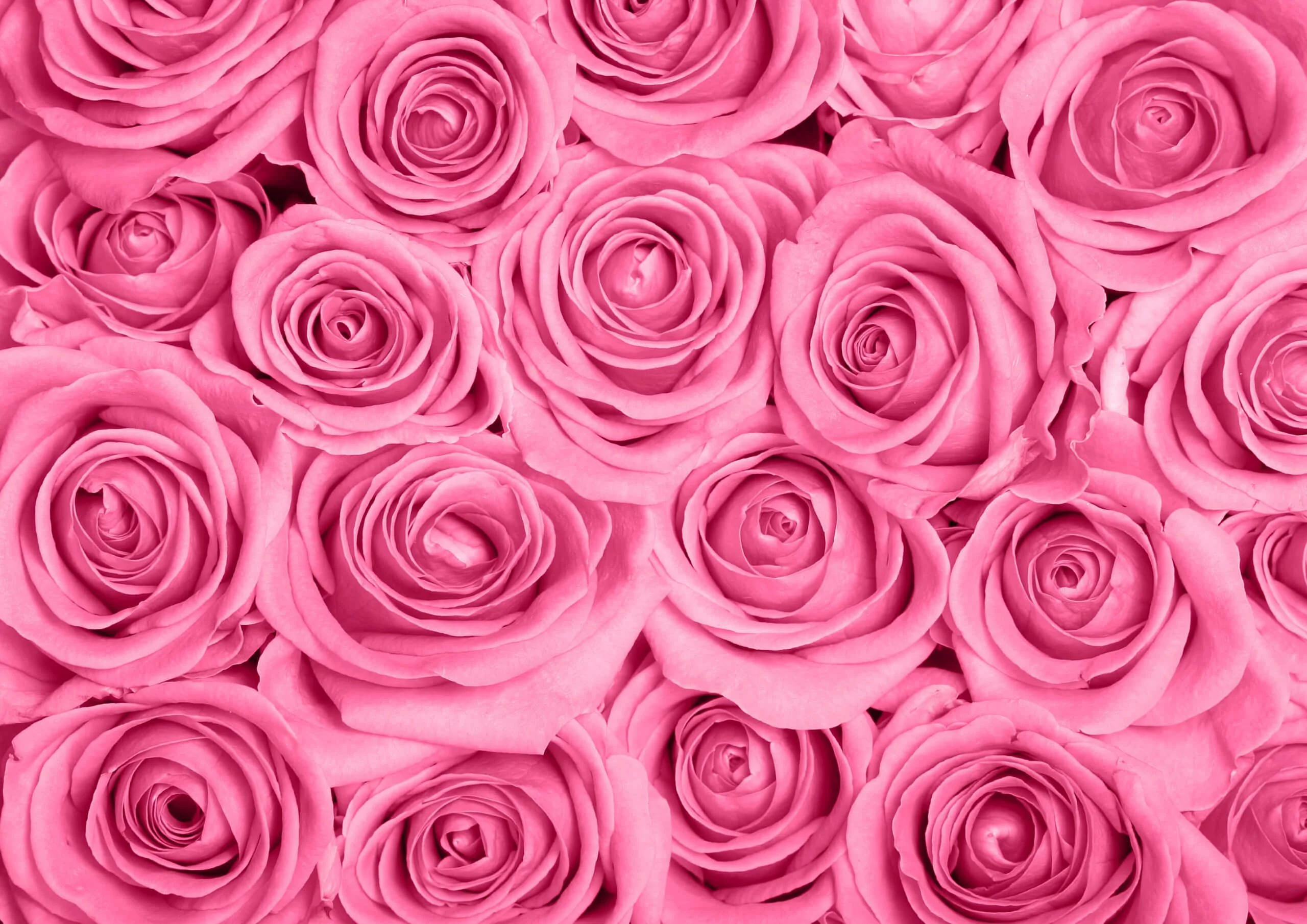 Bouquet de Roses roses, par Aux Colonnes Fleuries, fleuriste à Ajaccio