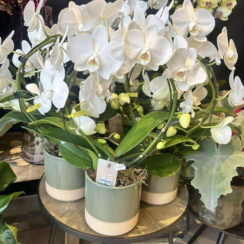 Orchidée, par Mr. le Fleuriste, fleuriste à Brunehaut