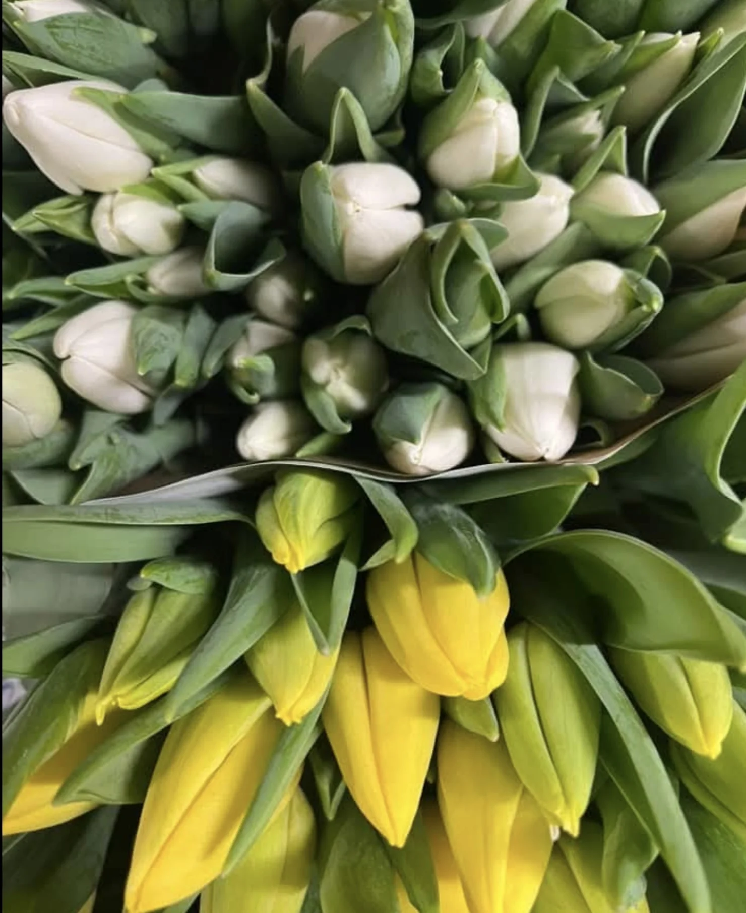 Bouquet de Tulipes, par Bloemen By Célia, fleuriste à Hazebrouck