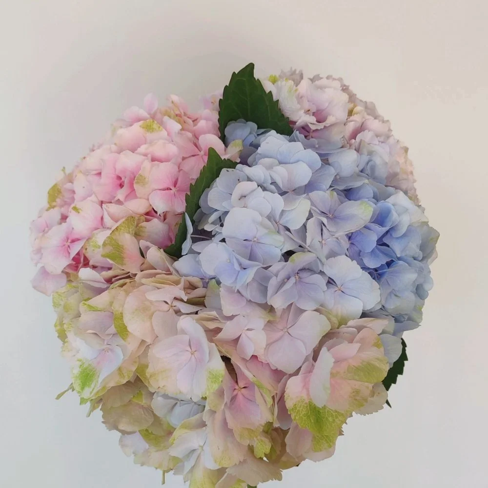 Bouquet d'Hortensias, par Les Rêveries d'Elise - Studio floral, fleuriste à Aix-en-Provence