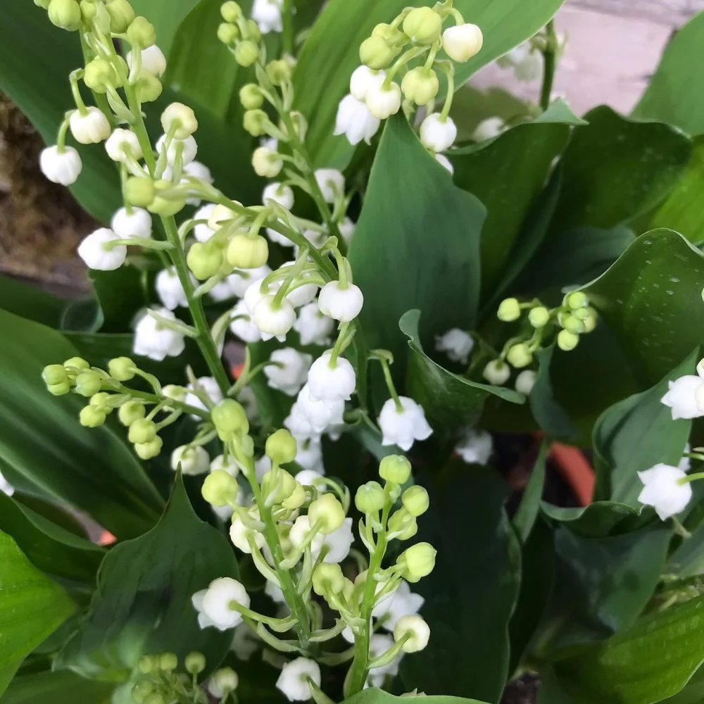 Brins de muguet, par 15 Au Jardin, fleuriste à Bièvres