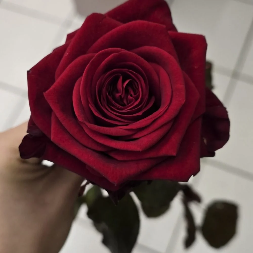 Bouquet de Roses rouges, par Perles De Rosée, fleuriste à Champigny-sur-Marne