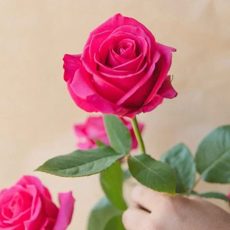 Bouquet de Roses rouges, par Votre Studio Floral, fleuriste à Basse-Terre