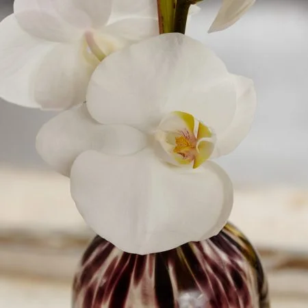 Orchidée, par Votre Studio Floral, fleuriste à Basse-Terre