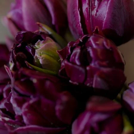 Bouquet de Tulipes, par Votre Studio Floral, fleuriste à Basse-Terre