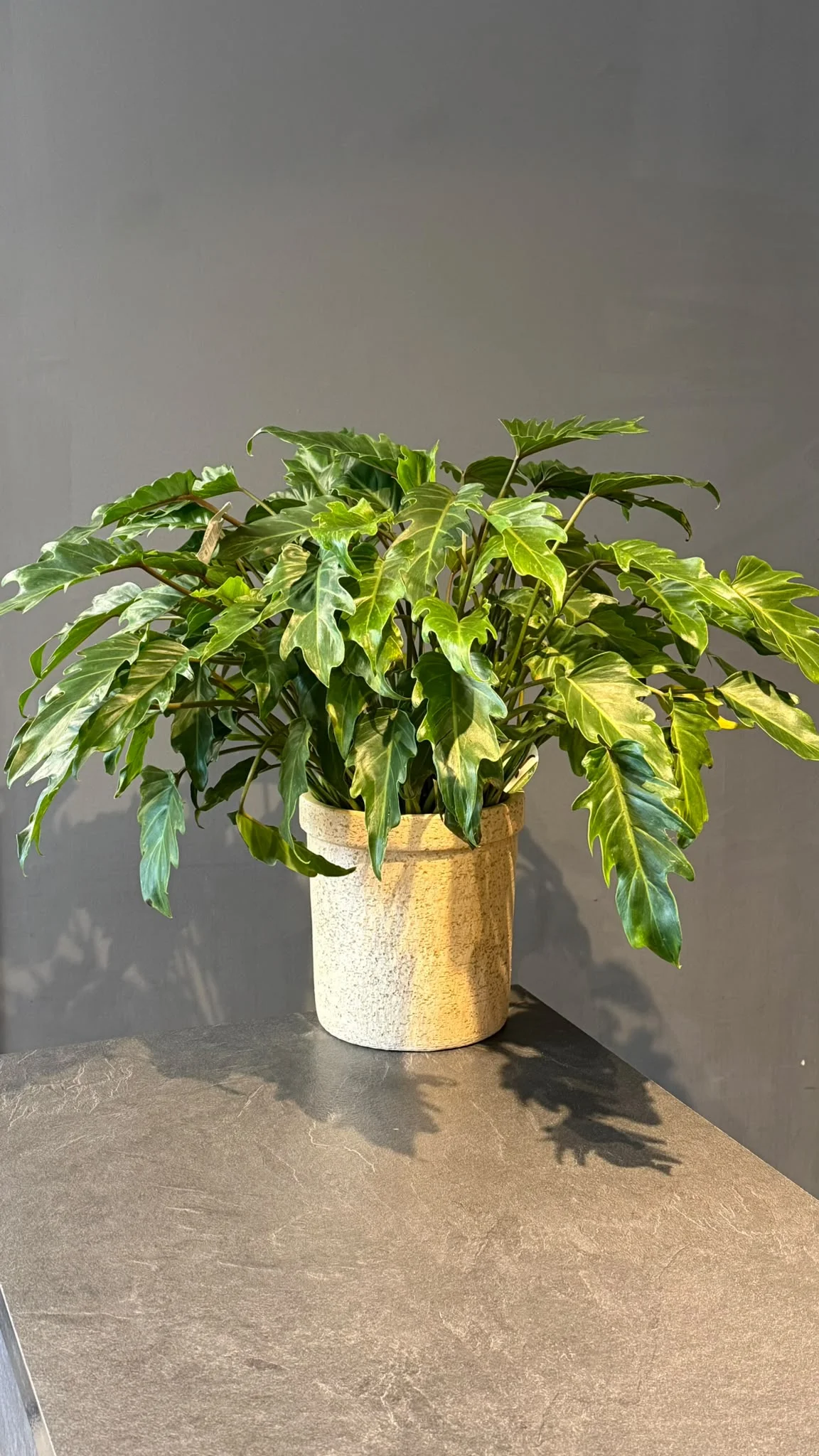 Philodendron Xanadu – Thaumatophyllum xanadu, par Les fleurs de Célony, fleuriste à Aix-en-Provence