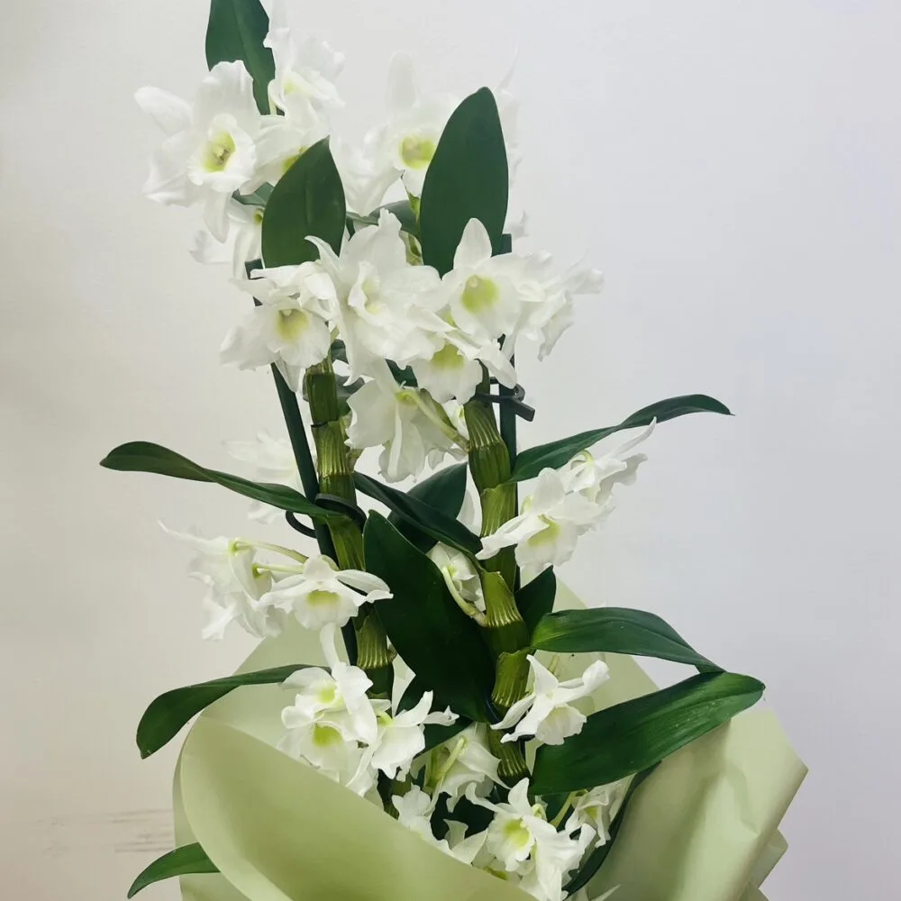 Orchidée Dendrobium 2 branches, par Les jardins d'Anaïs, fleuriste à Marseille