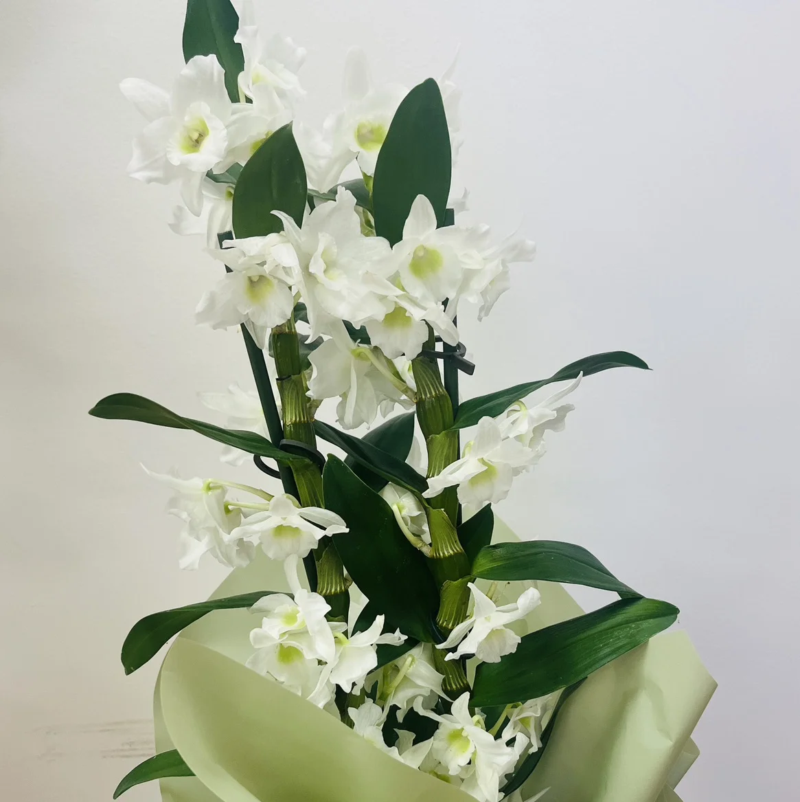 Orchidée Dendrobium 2 branches, by Les jardins d'Anaïs, florist in Marseille