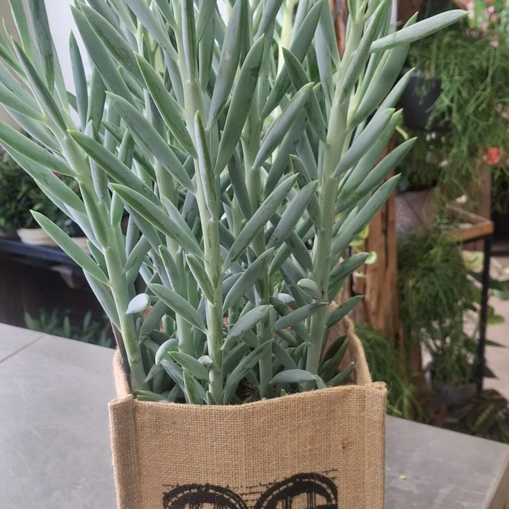 Plante gras grise, par Art Floral Le Puy en Velay, fleuriste à Le Puy-en-Velay
