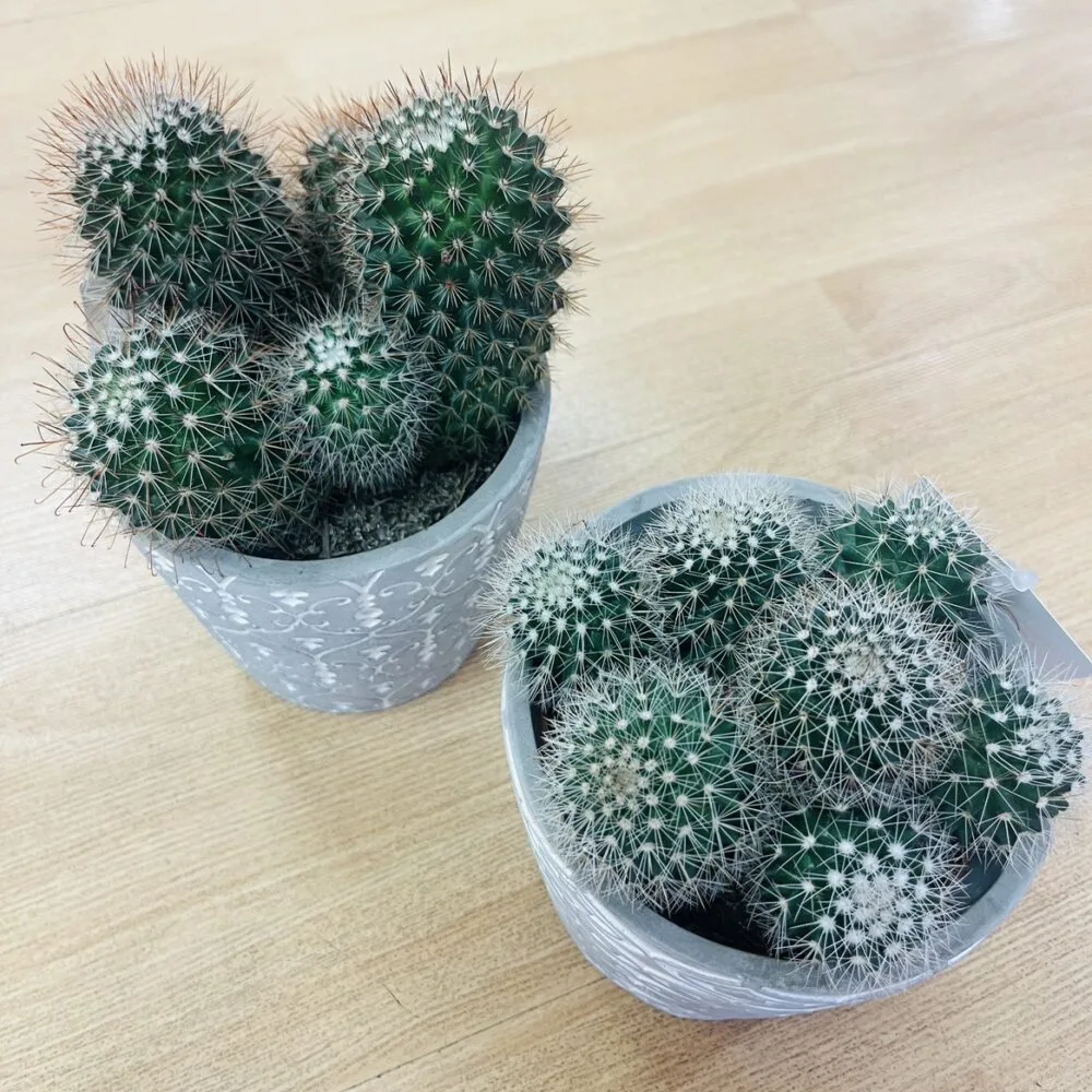Cactus, par Les jardins d'Anaïs, fleuriste à Marseille