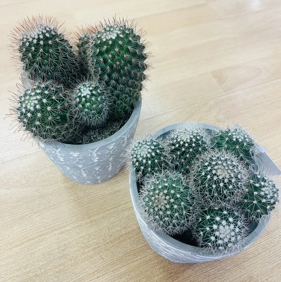 Cactus, by Les jardins d'Anaïs, florist in Marseille
