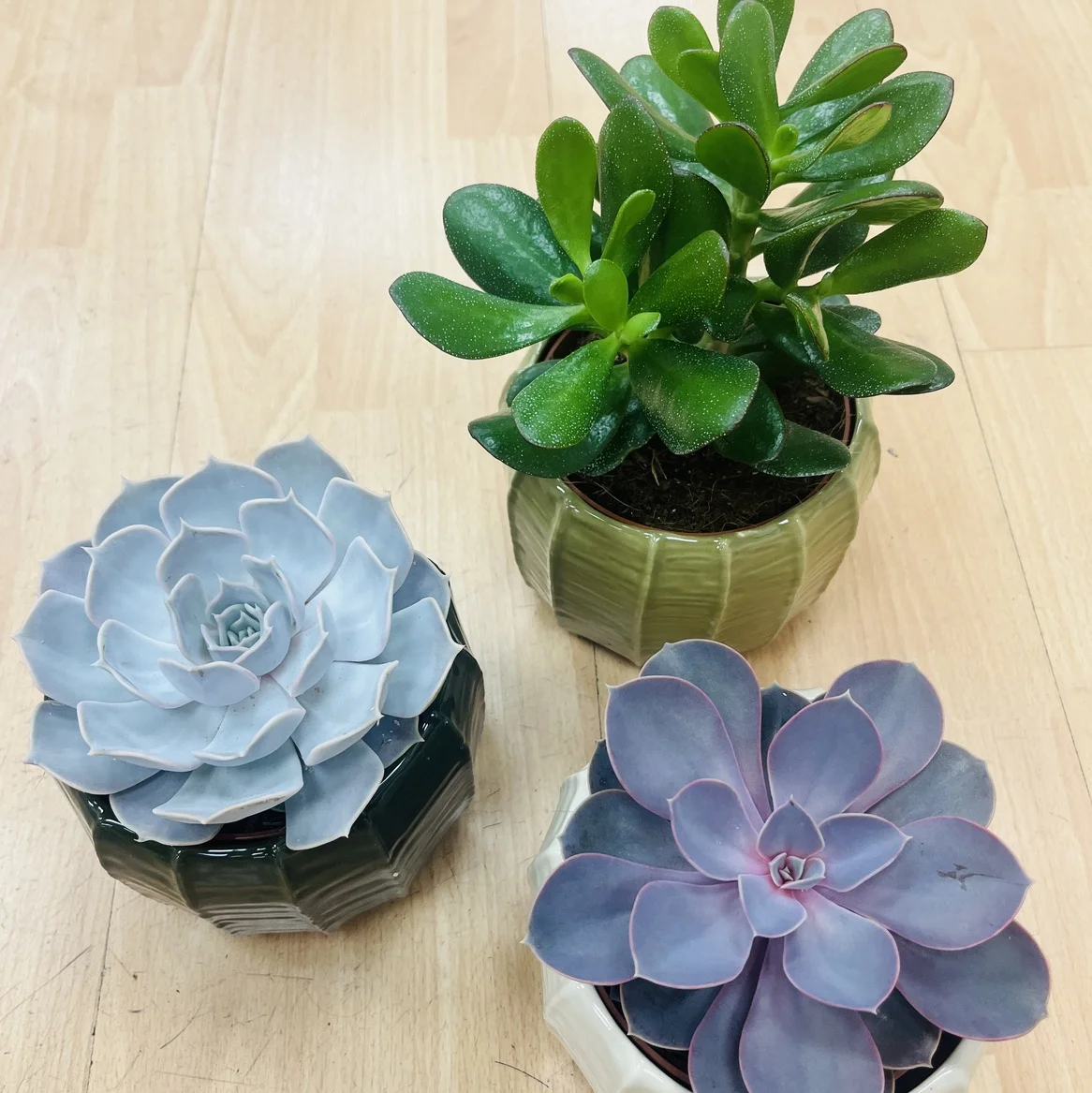 Plante grasse écheveria, by Les jardins d'Anaïs, florist in Marseille