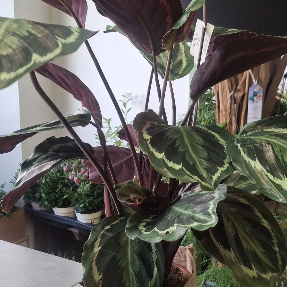 Calathea, par Art Floral Le Puy en Velay, fleuriste à Le Puy-en-Velay