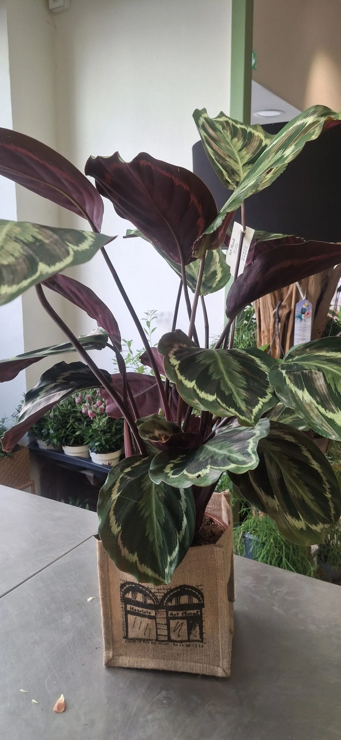 Calathea, par Art Floral Le Puy en Velay, fleuriste à Le Puy-en-Velay