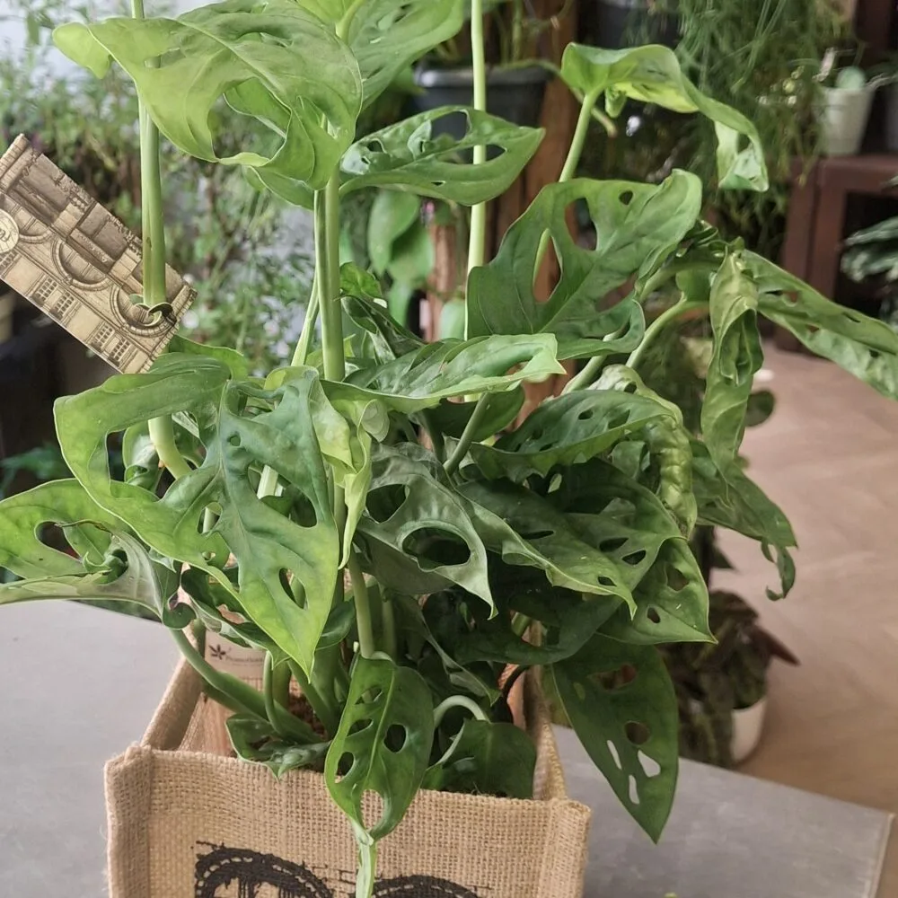 Monstera, par Art Floral Le Puy en Velay, fleuriste à Le Puy-en-Velay