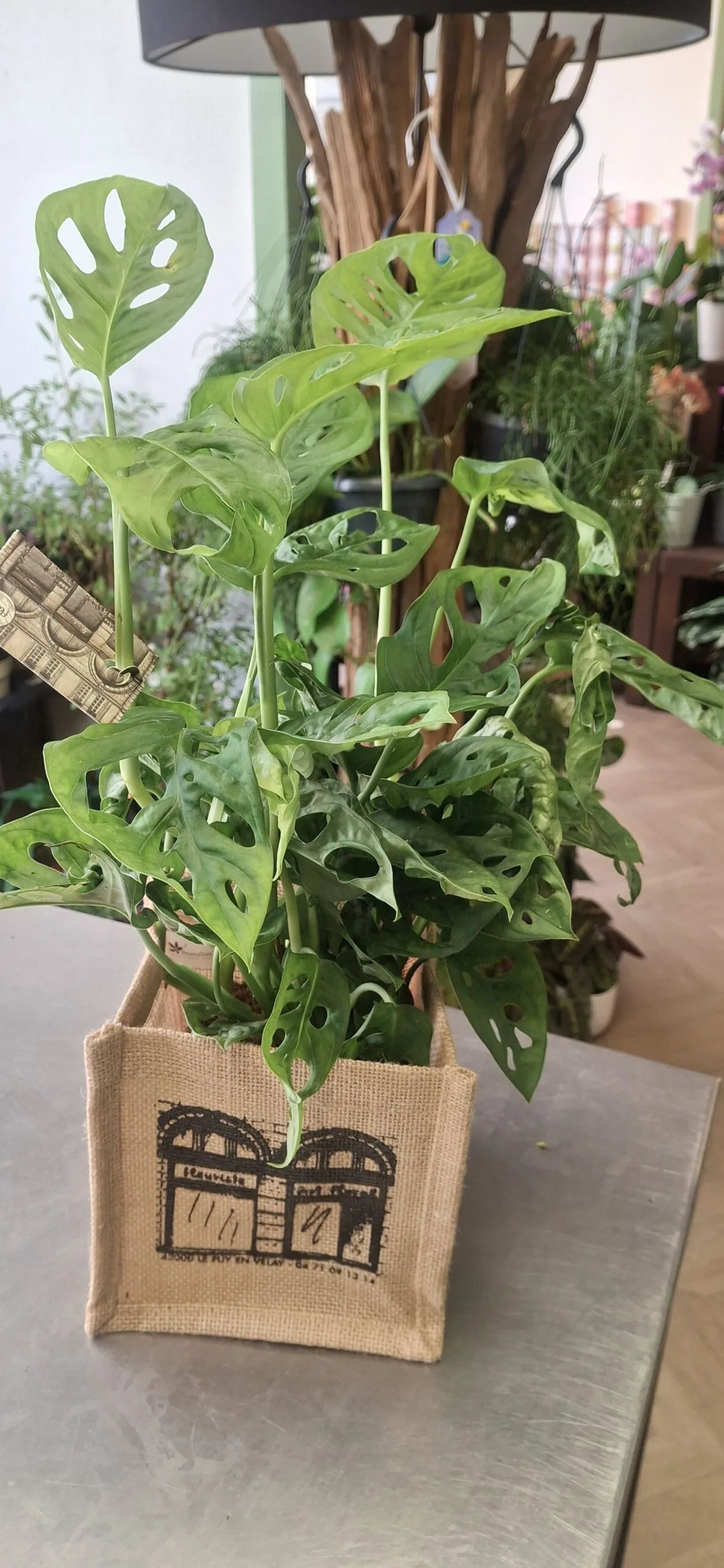 Monstera, par Art Floral Le Puy en Velay, fleuriste à Le Puy-en-Velay