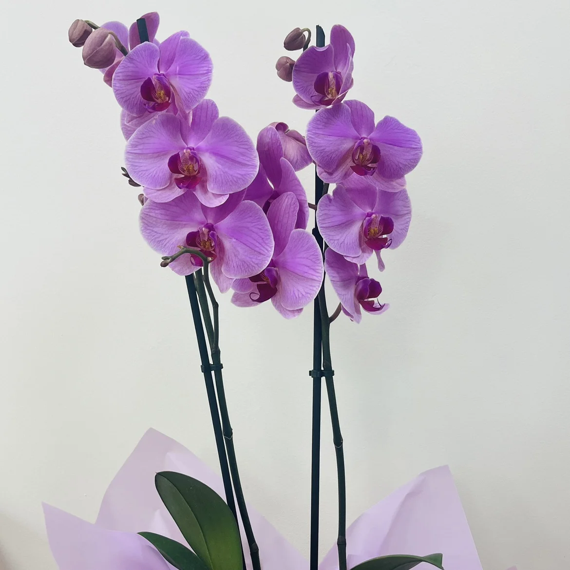 Orchidée Phalaenopsis 2 branches, by Les jardins d'Anaïs, florist in Marseille
