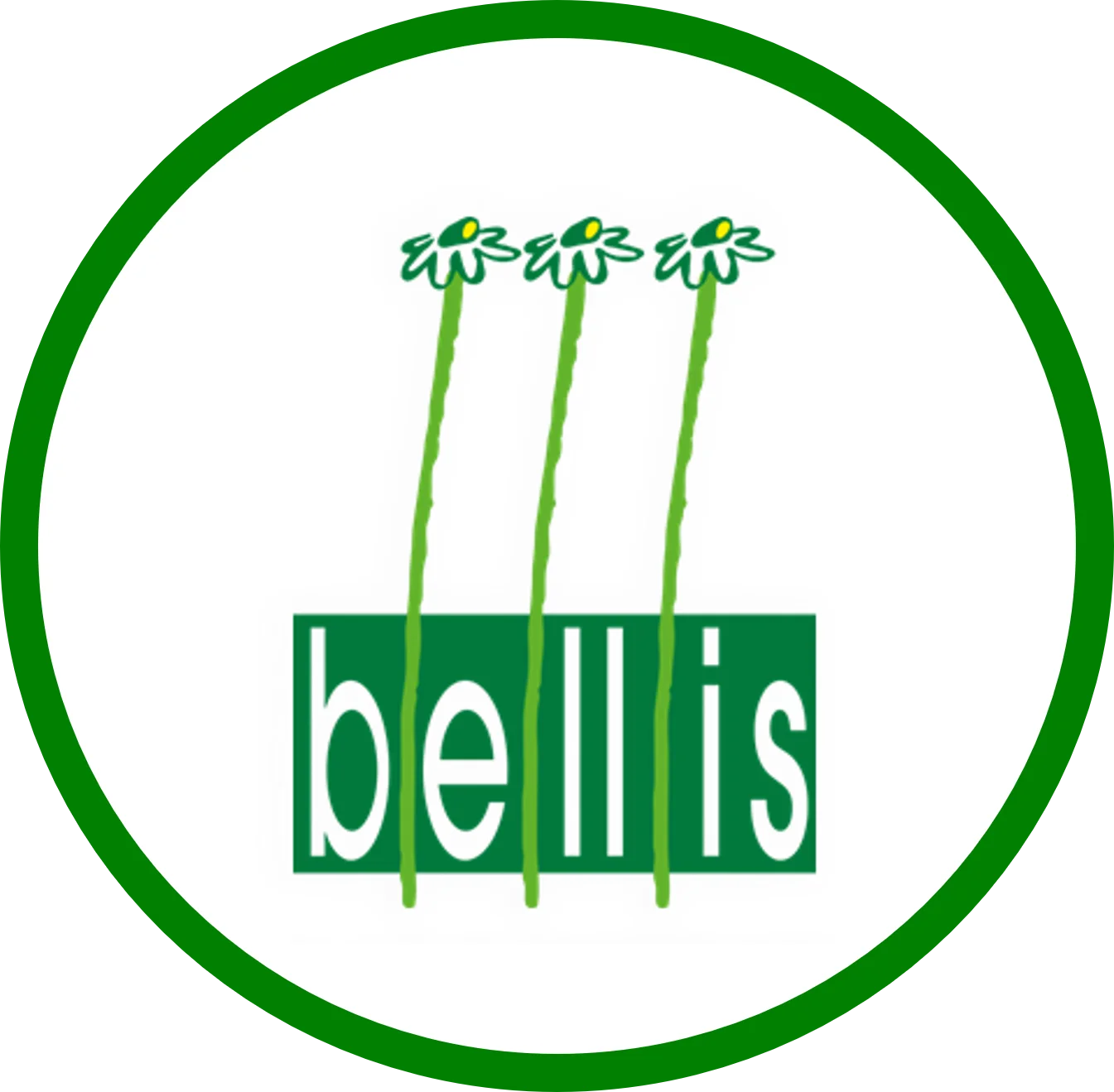 Livraison de fleurs Mouscron et proximité, par Bellis, artisan fleuriste