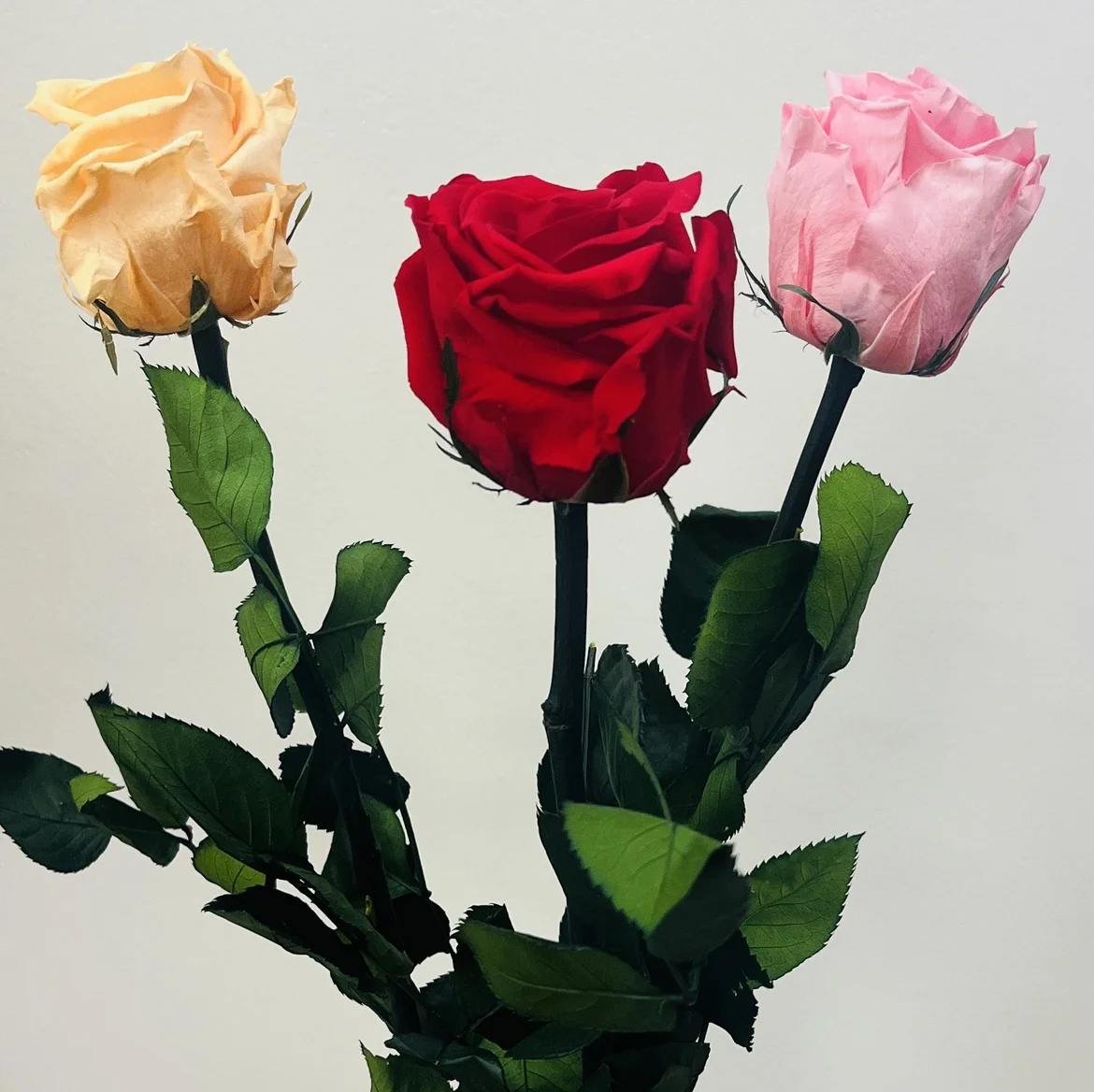 Rose Éternelle sur tige, par Les jardins d'Anaïs, fleuriste à Marseille