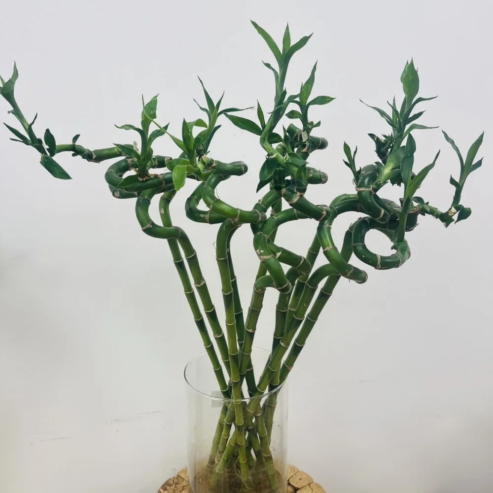 Lucky bambou 60cm, par Les jardins d'Anaïs, fleuriste à Marseille