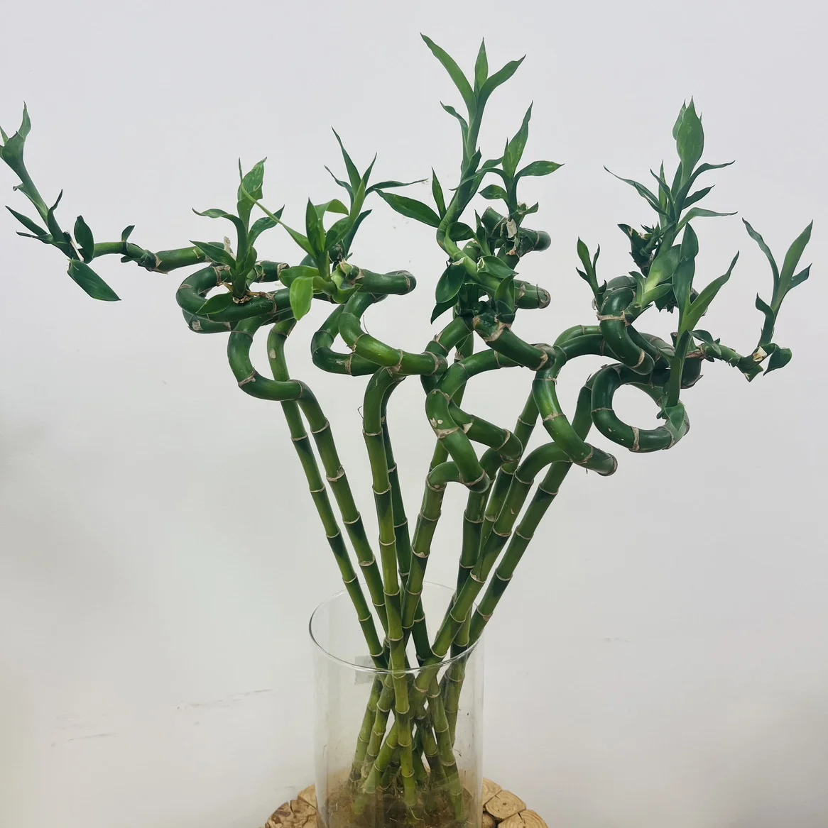 Lucky bambou 60cm, par Les jardins d'Anaïs, fleuriste à Marseille
